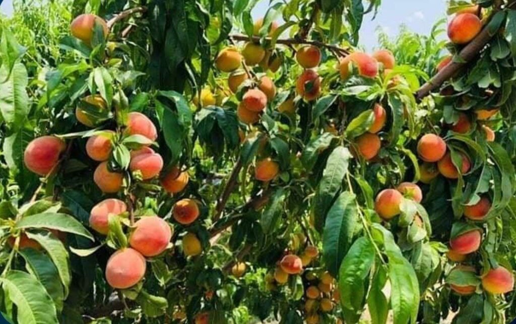 Pusht-e-Zarghun District of Herat